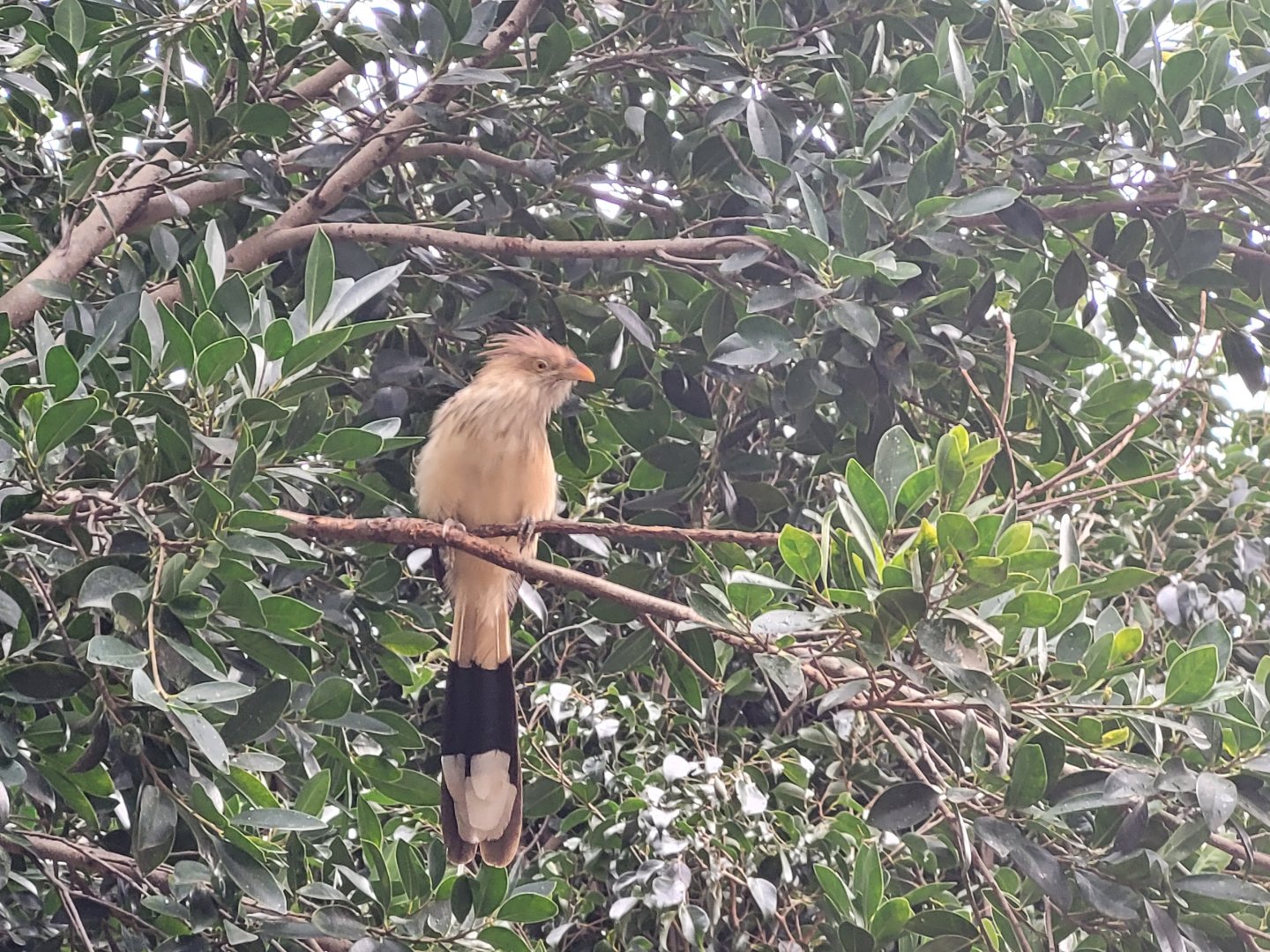 Guira cuckoo -TerraNatura Benidorm (2022)