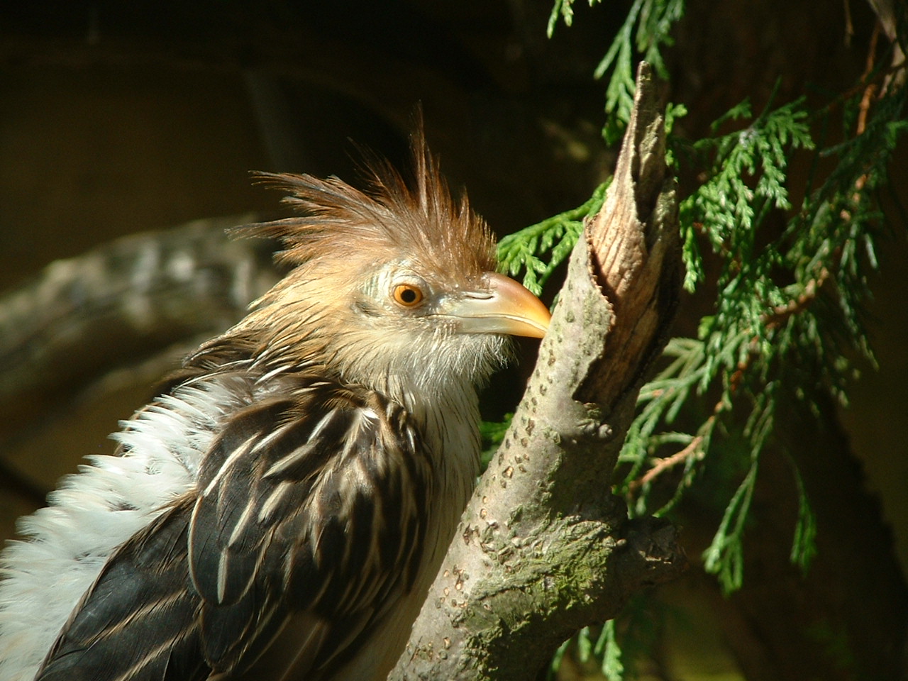 Guira Cuckoo - Thrigby 2008