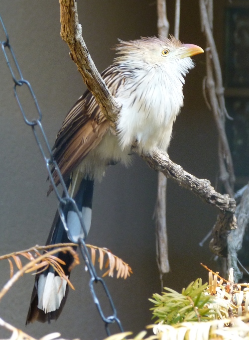 Guira cuckoo - unsigned