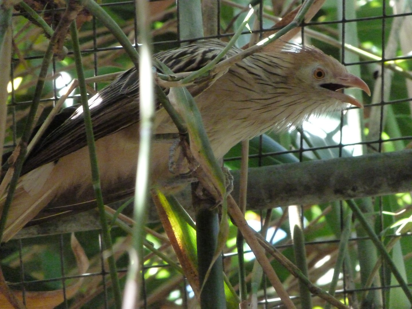 Guira cuckoo -Zoo d'Asson (2025)