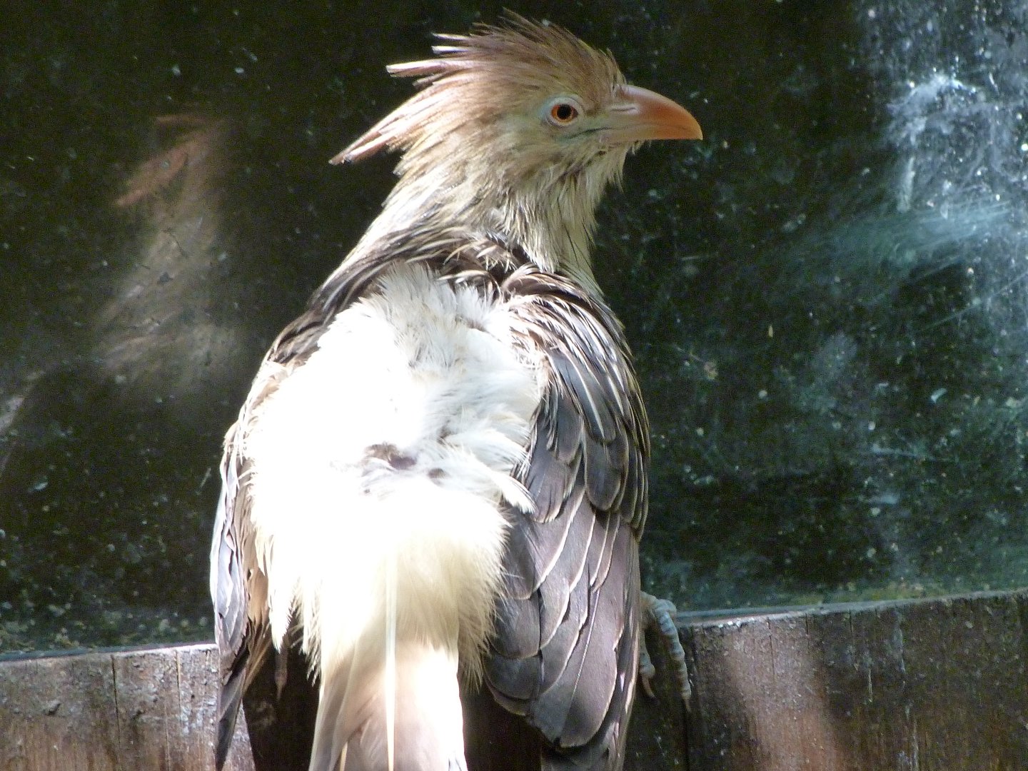 Guira cuckoo -Zoo d'Asson (2025)