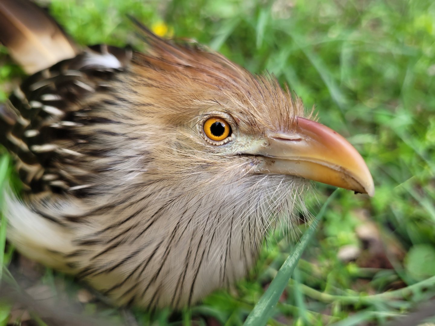 Guira cuckoo -Zoo du bassin d'Arcachon (2024)