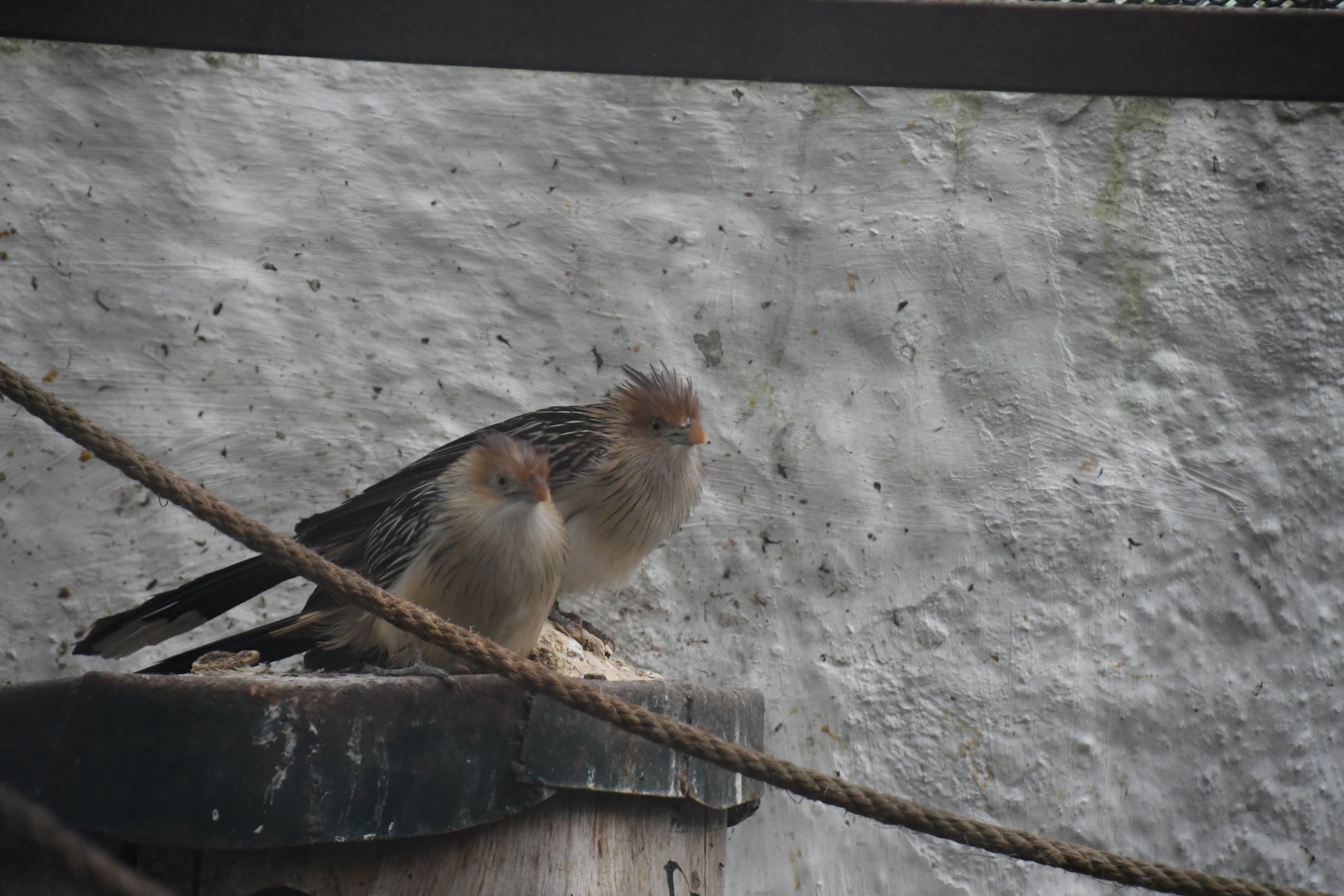 Guira Cuckoo (Zoo Lourosa)