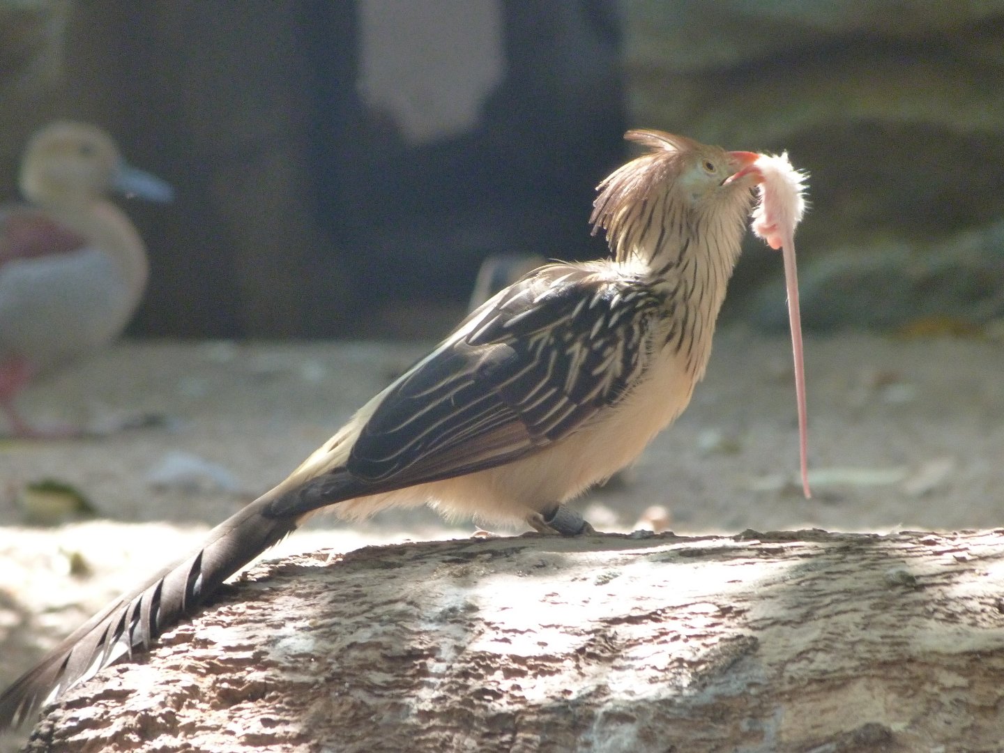 Guira cuckoo -Zoo Praha (2025)