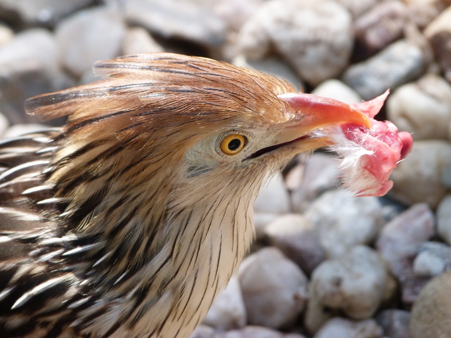 Guira cuckoo -Zoo Praha (2025)