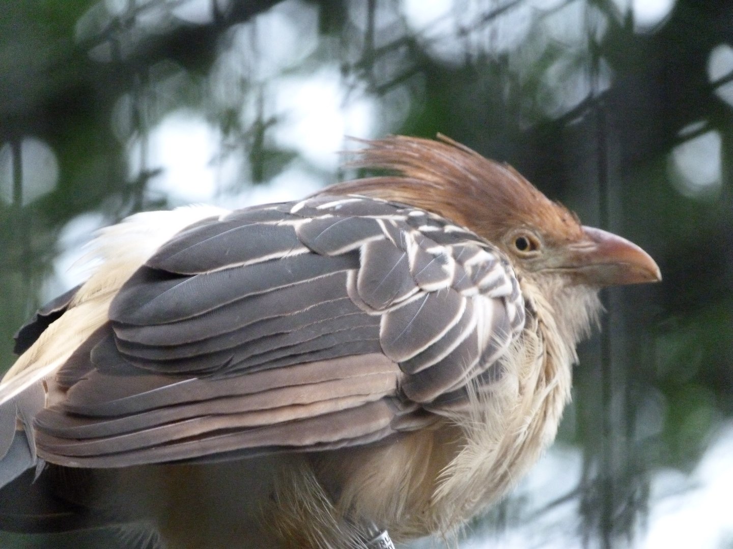 Guira cuckoo -Zoologischer Garten Berlin (2024)
