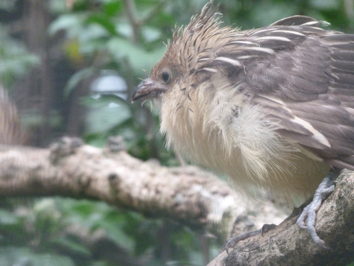 Guira cuckoo -Zoologischer Garten Berlin (2024)