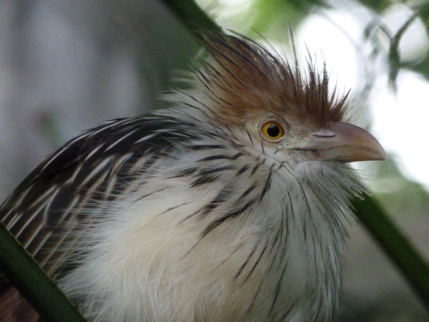 Guira cuckoo -ZooParc de Beauval (2025)