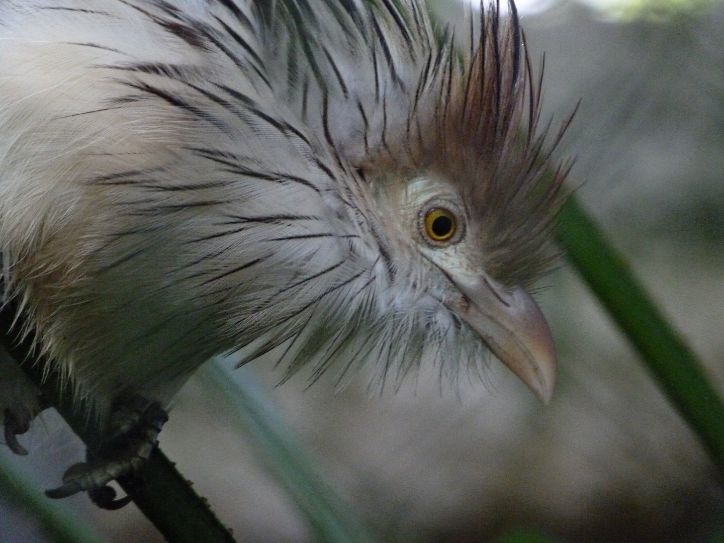 Guira cuckoo -ZooParc de Beauval (2025)