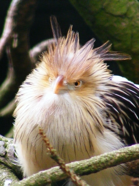 Guira cuckoo