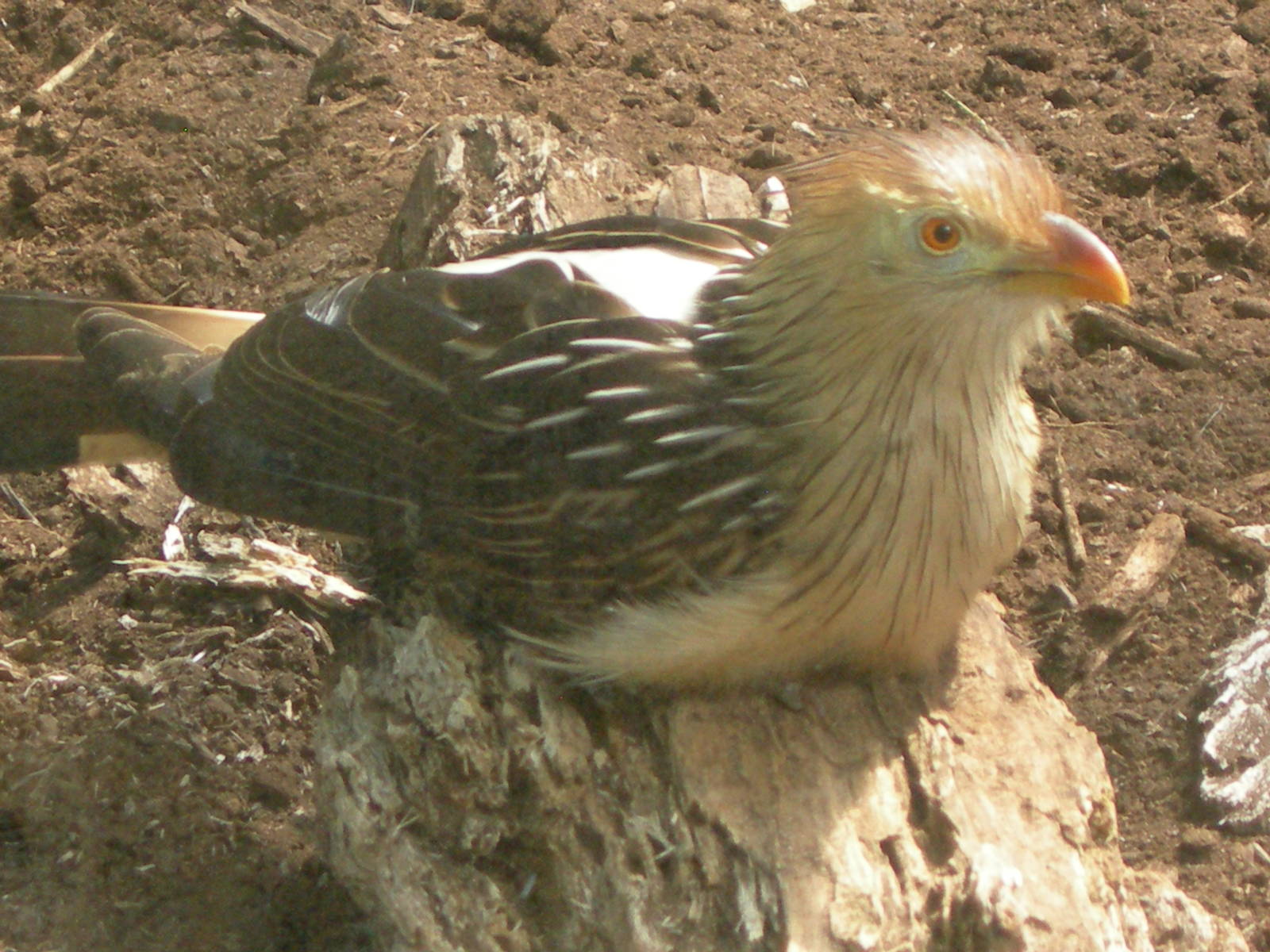 Guira Cuckoo