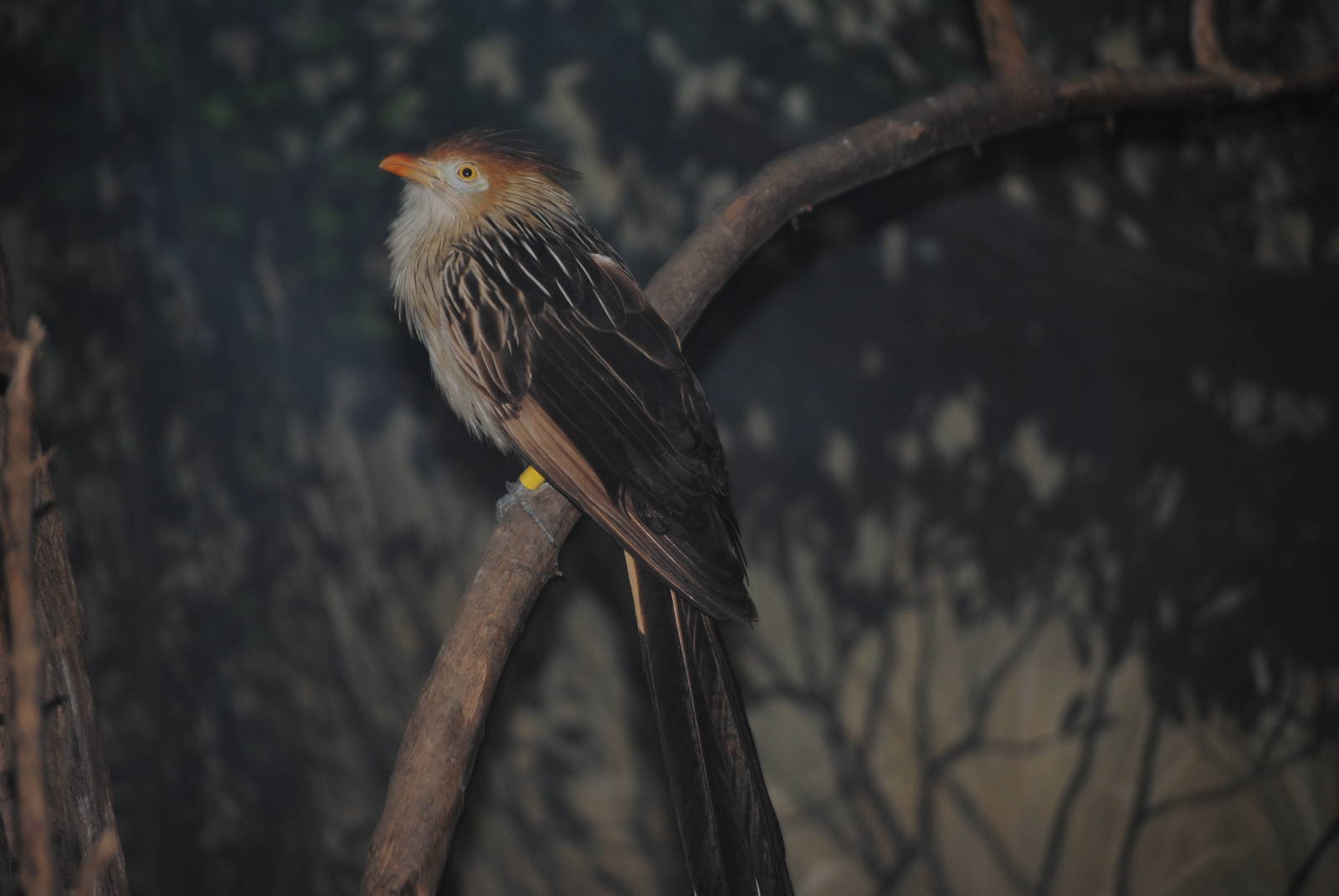 Guira Cuckoo