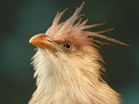 Guira Cuckoo