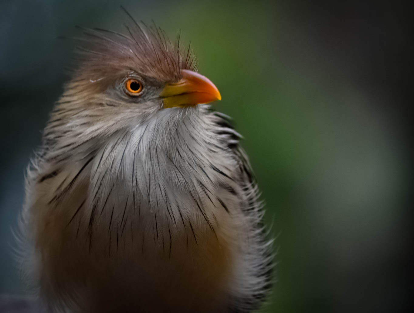 Guira Cuckoo