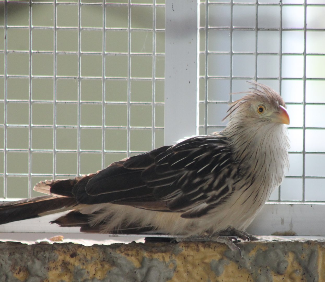 Guira cuckoo