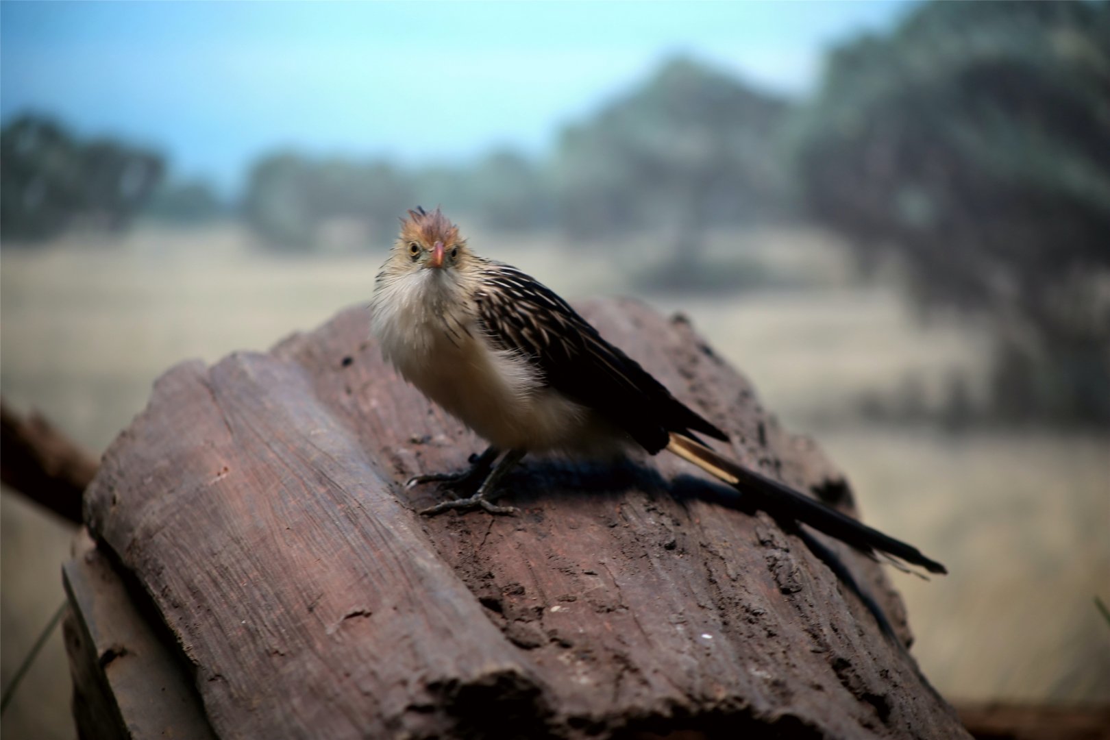 Guira cuckoo