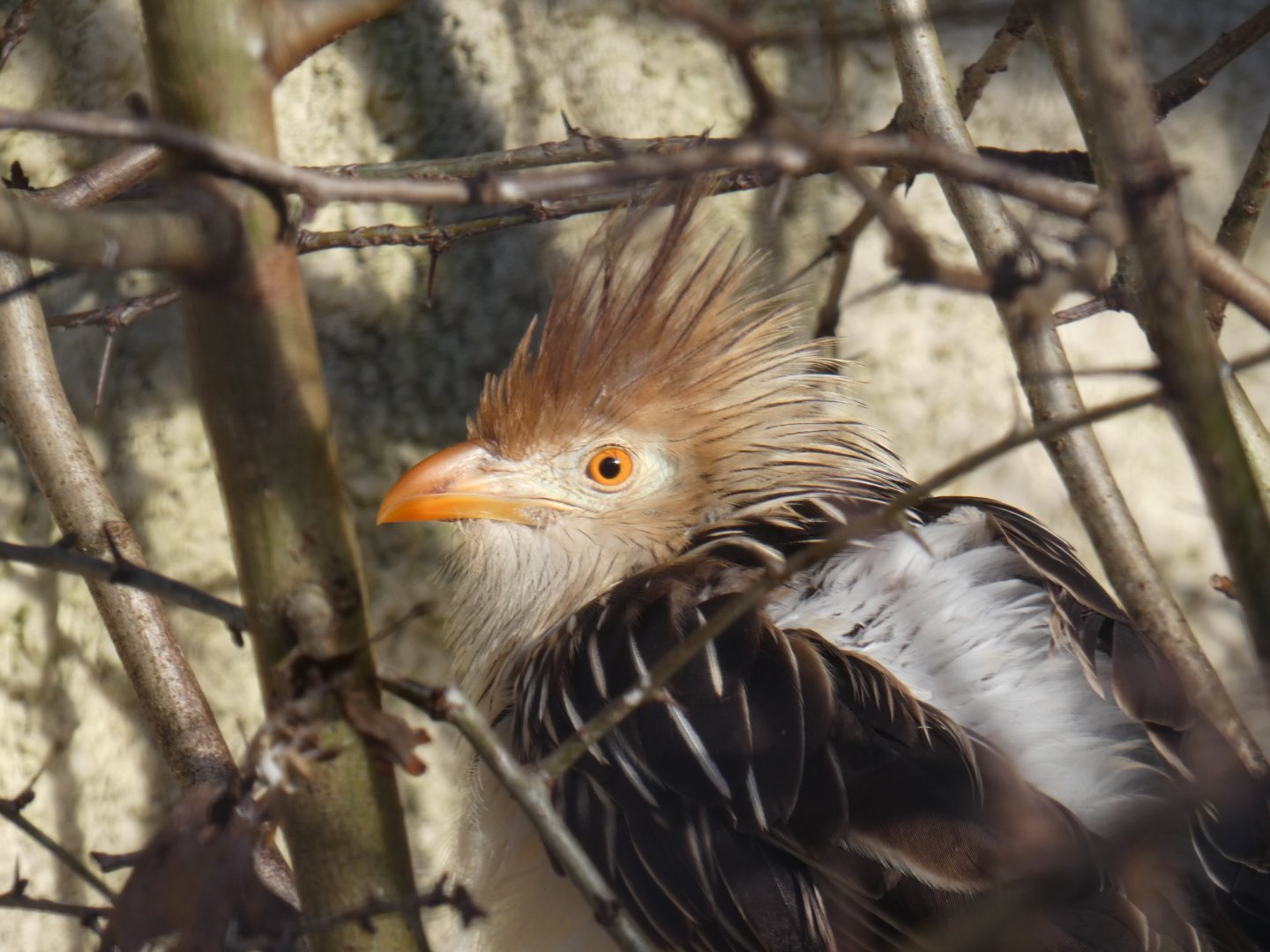 Guira Cuckoo
