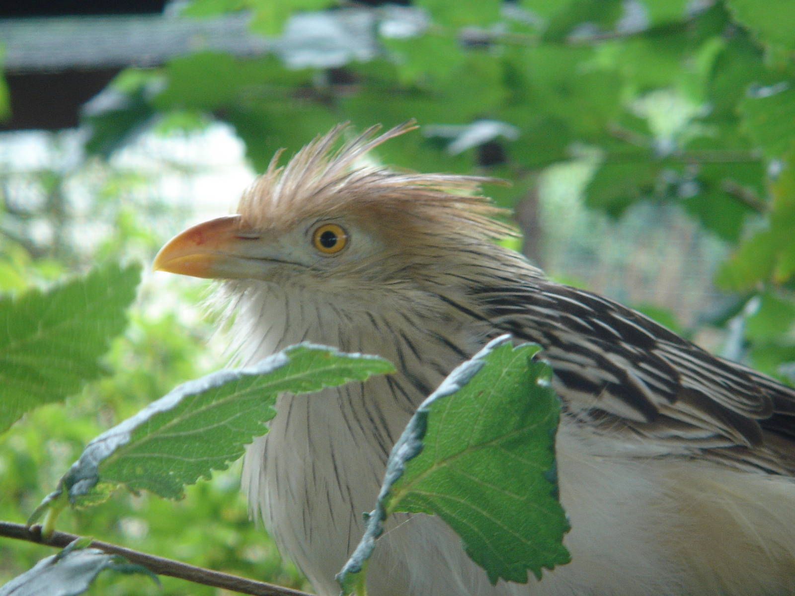 Guira Cuckoo