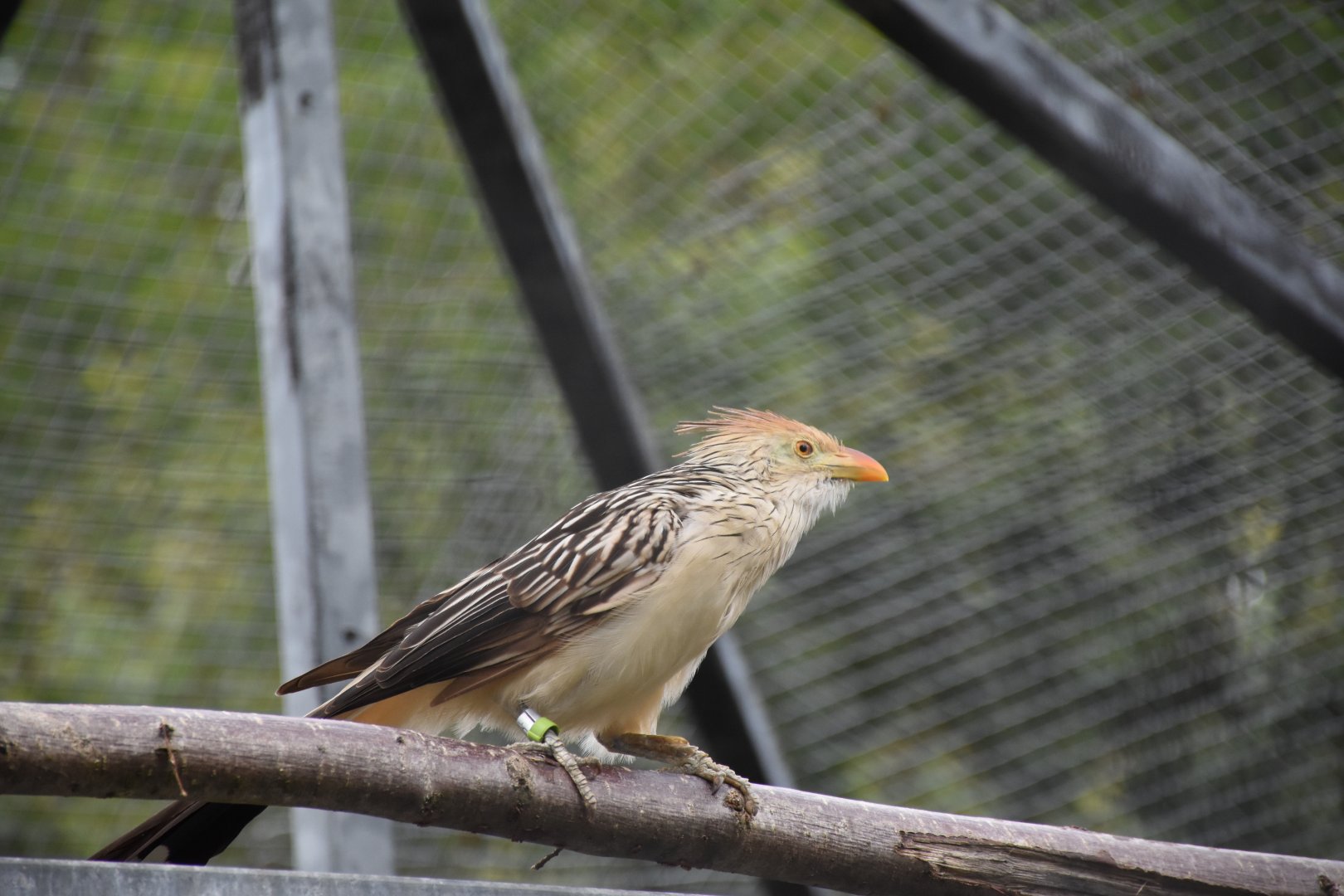 Guira cuckoo