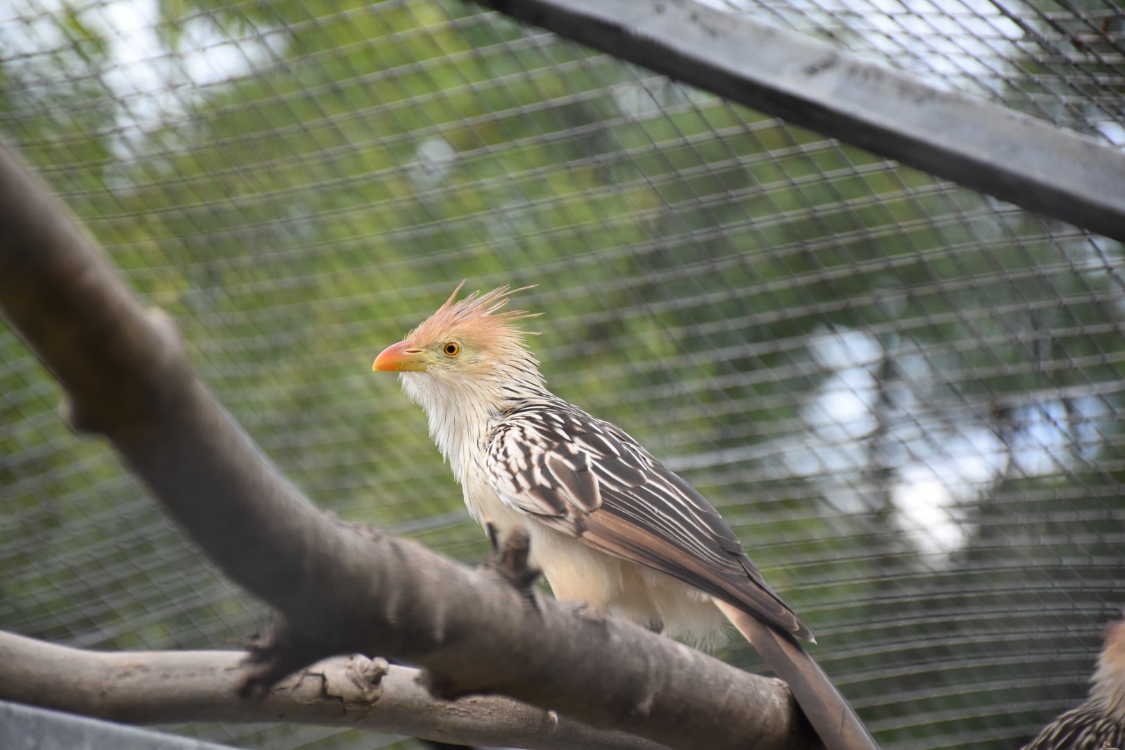 Guira cuckoo