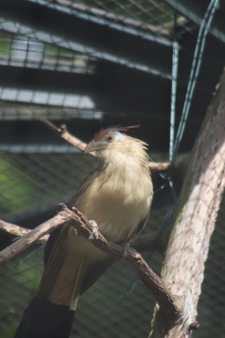 Guira Cuckoo