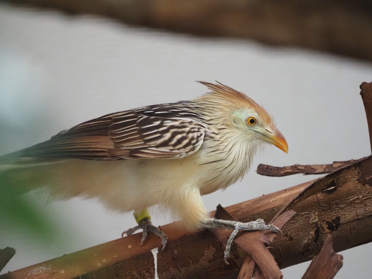 Guira Cuckoo