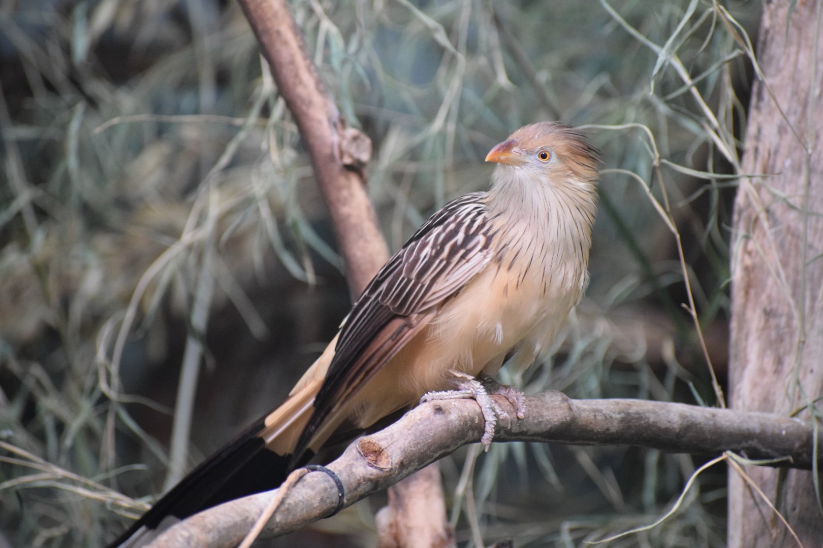 Guira cuckoo