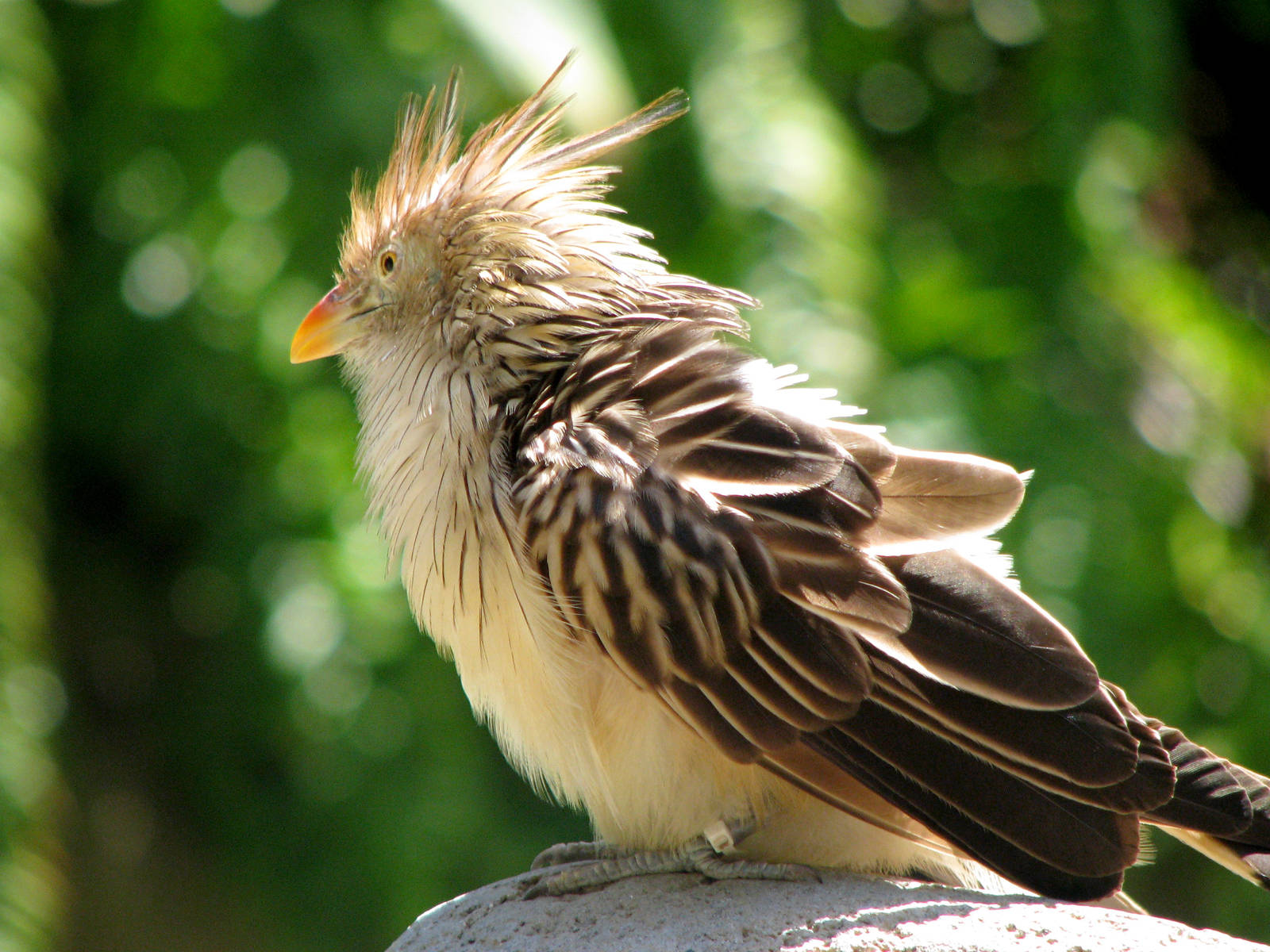 Guira Cuckoo