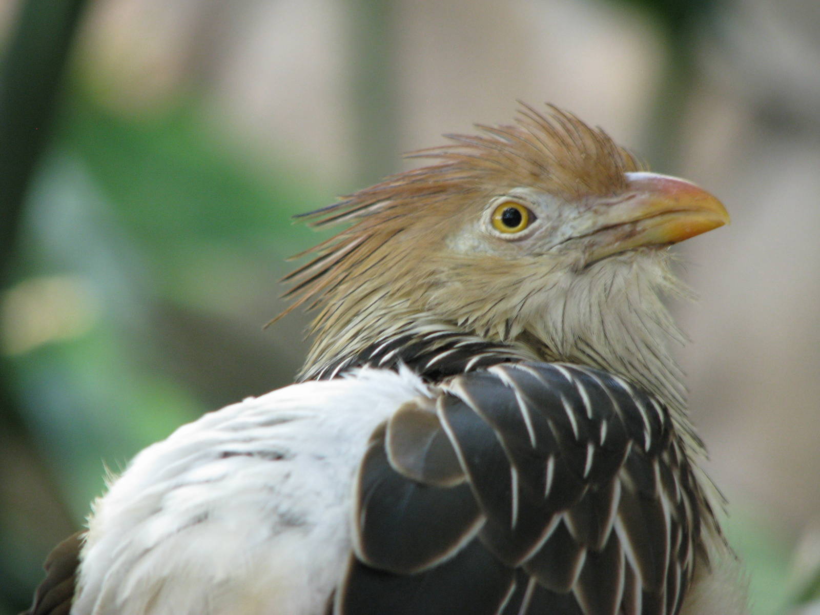 Guira Cuckoo
