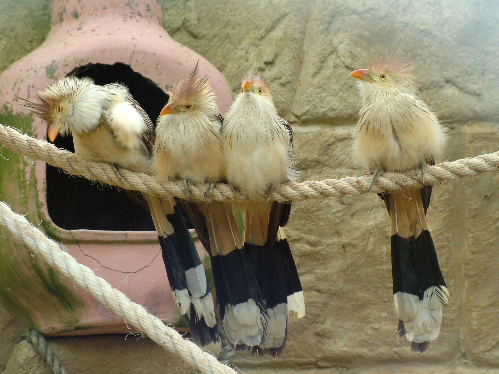 Guira Cuckoos (Guira guira) at Amazon World May 2008