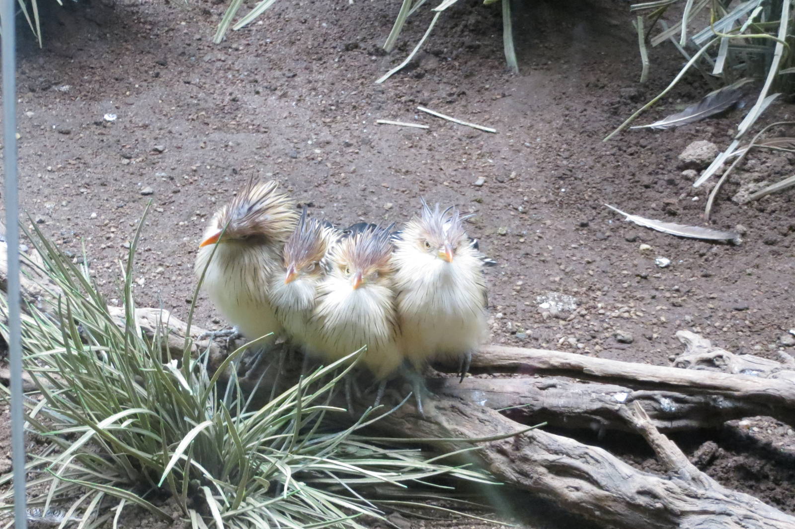 Guira Cuckoos - World of Birds 031215