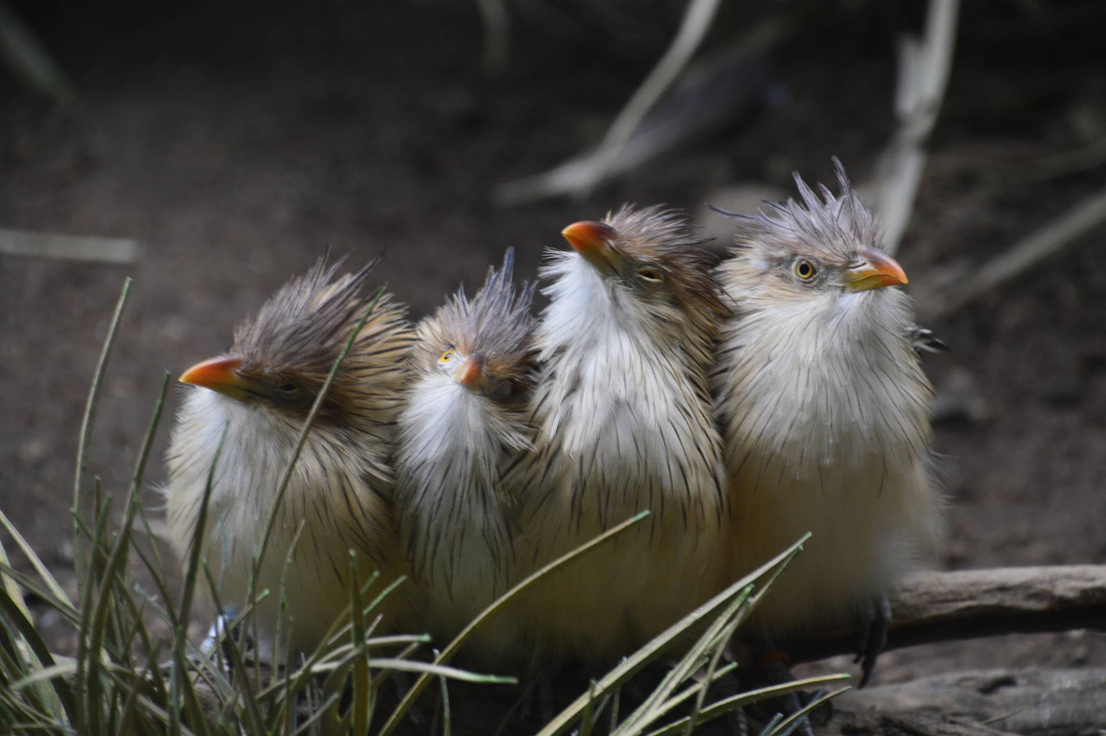 Guira Cuckoos - World of Birds 031215