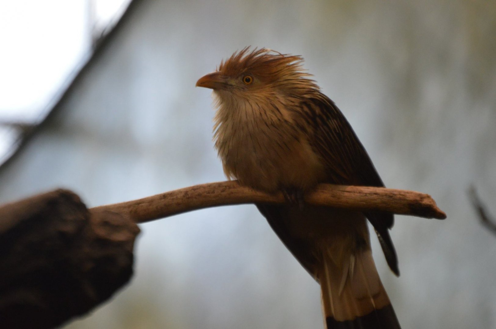 Guira guira (another extremely original scientific name haha)