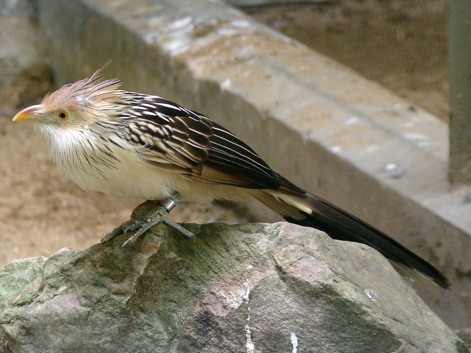 Guira guira / Guira cuckoo
