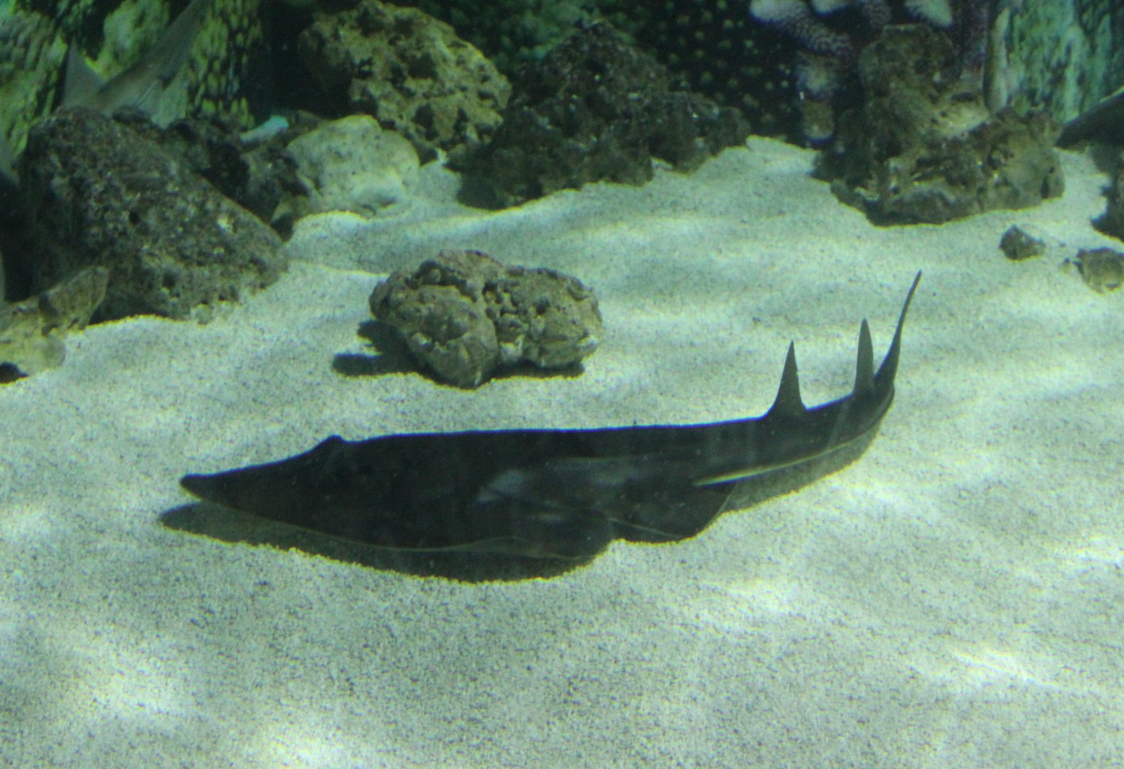 Guitar fish - Rhinobatos armatus