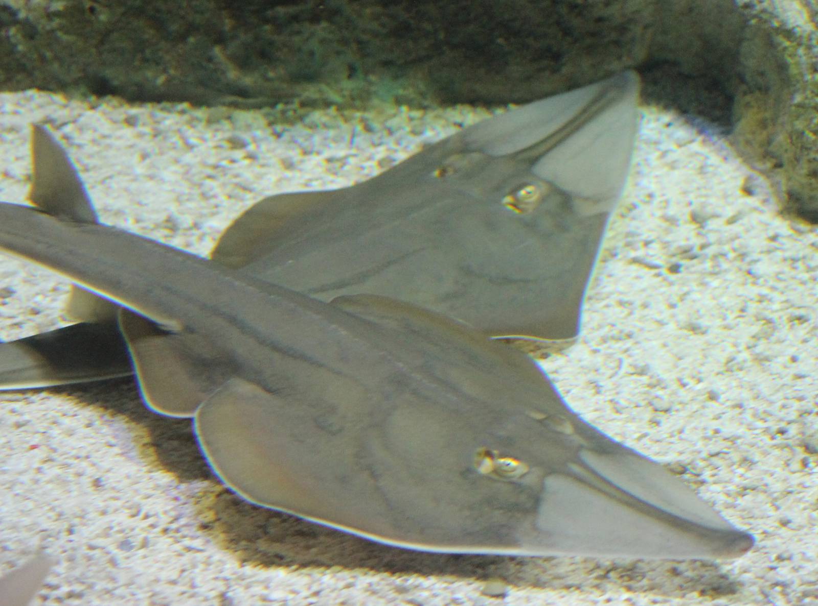 Guitar fishes species