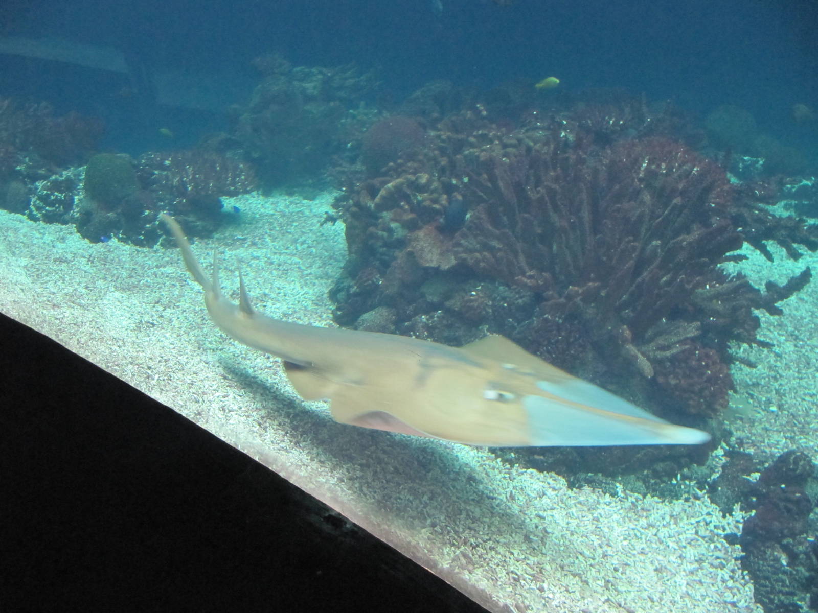 Guitarfish 2010