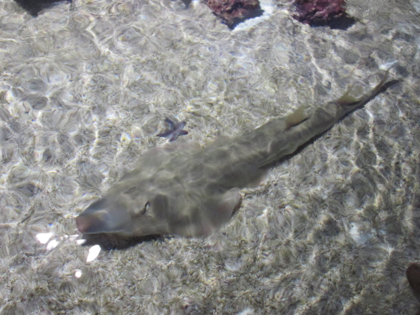 guitarfish acuario inbursa