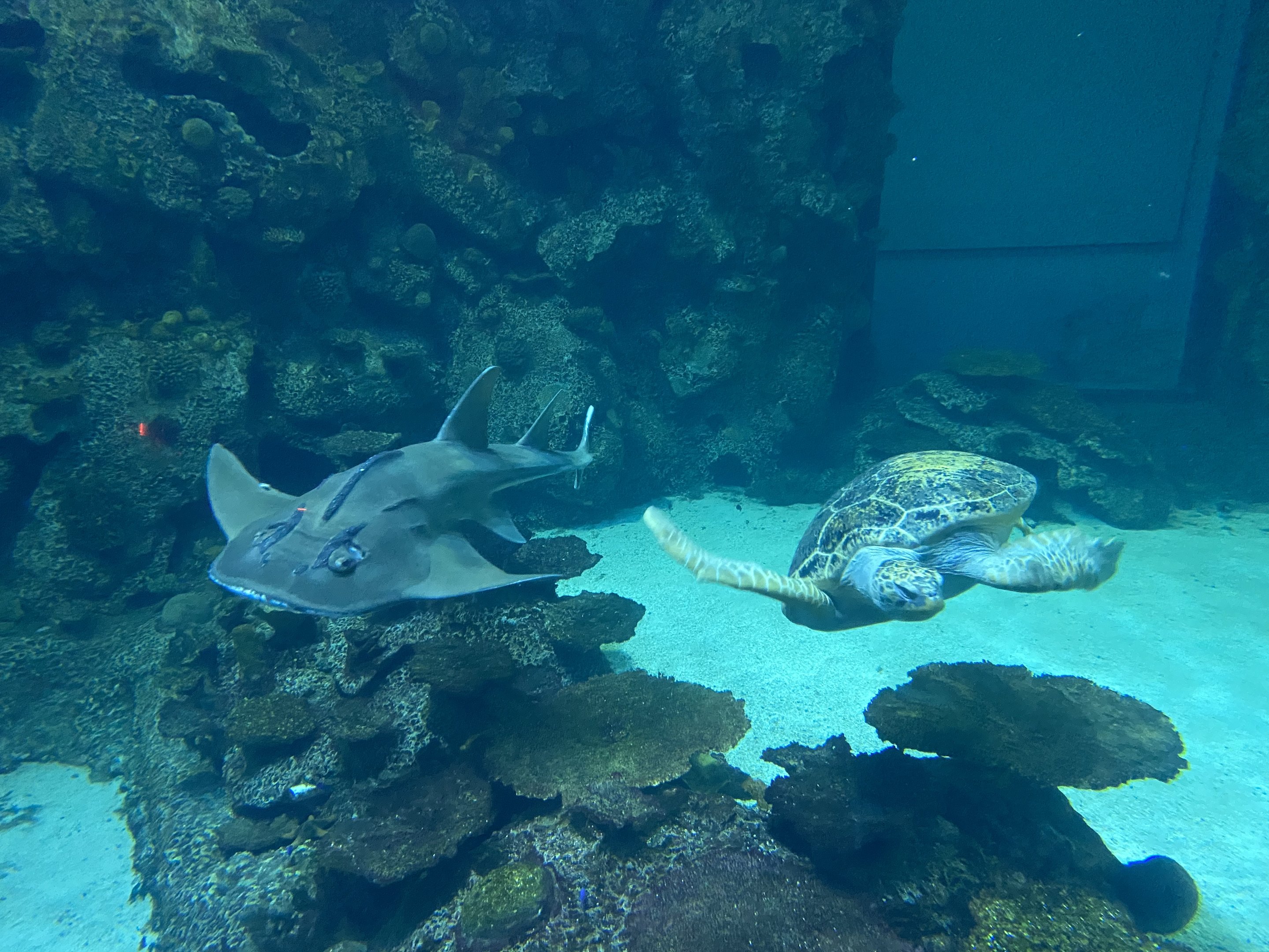 Guitarfish and Sea Turtle