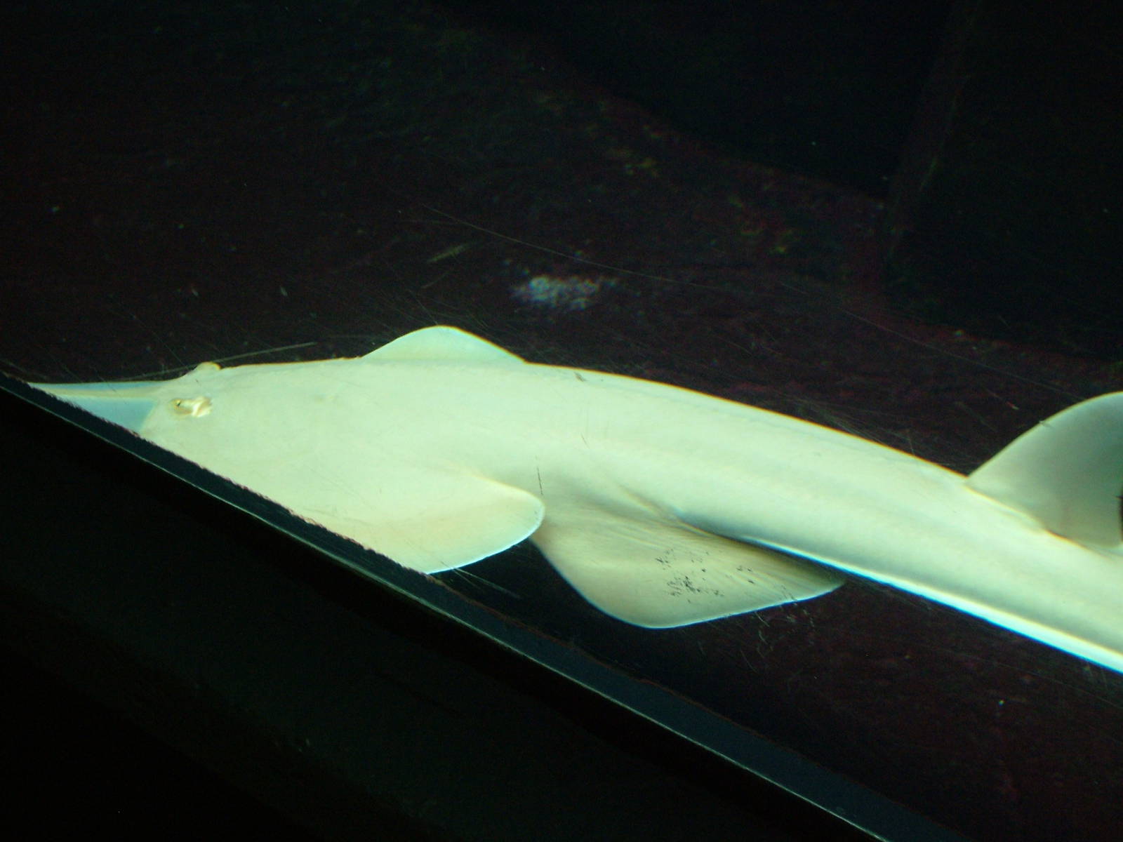 Guitarfish at Berlin Zoo Aquarium, 31/08/11