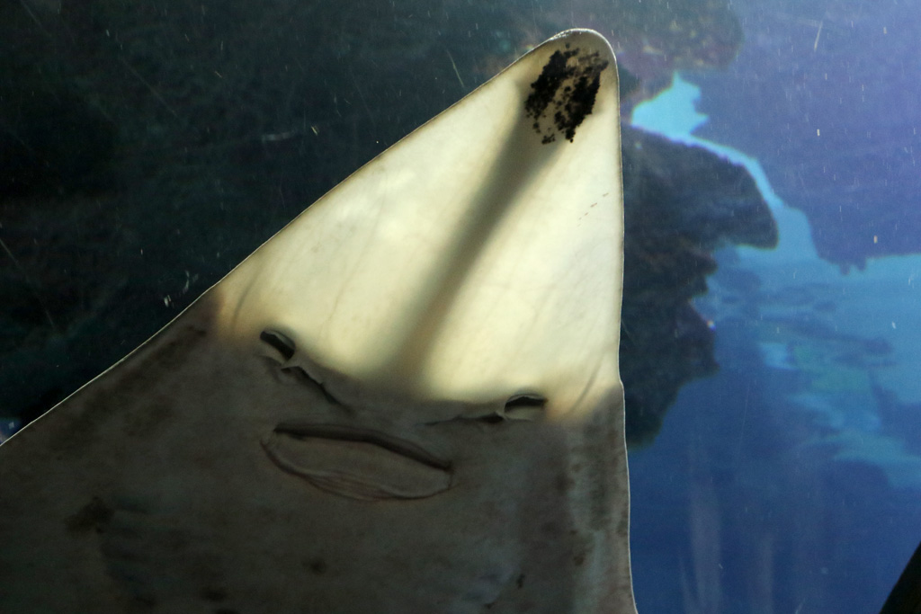 Guitarfish at Blue Planet Aquarium 22/02/2017