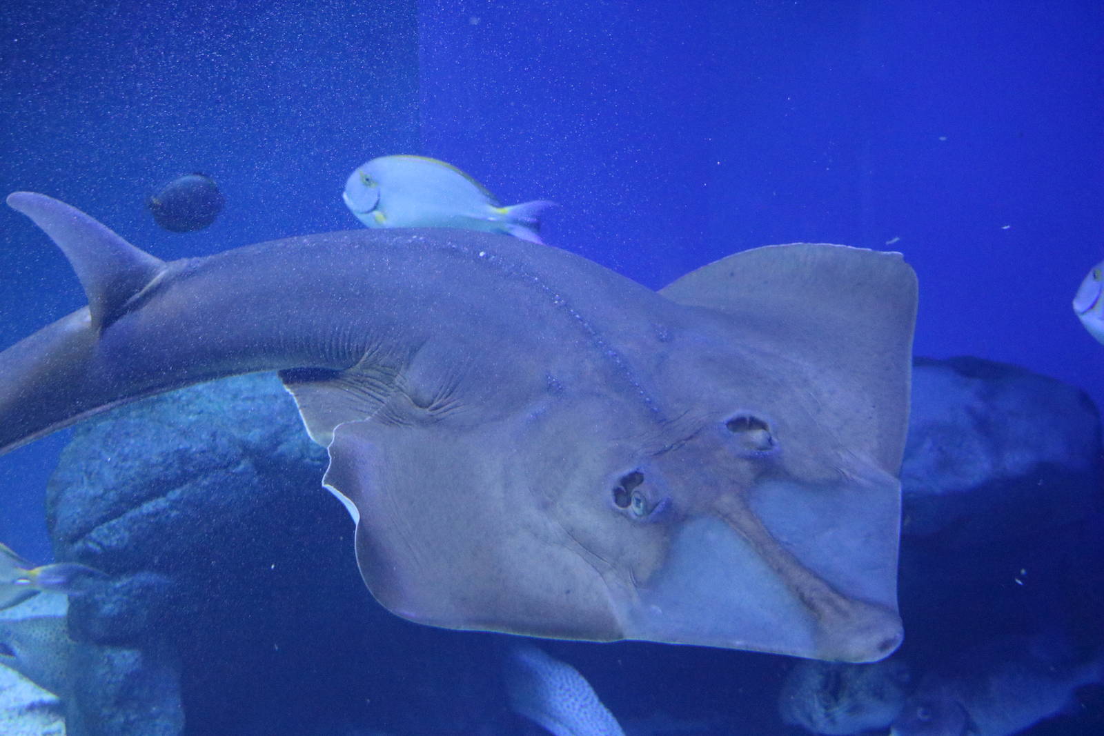 Guitarfish - EPSON Aqua Park, February 2016