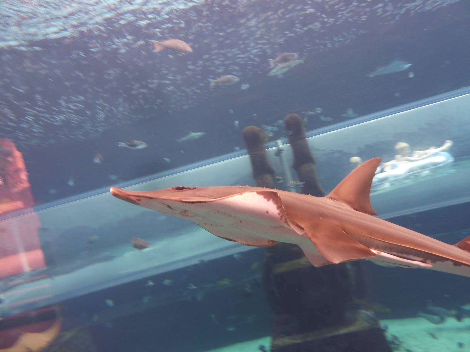 Guitarfish in Aquaventure tank