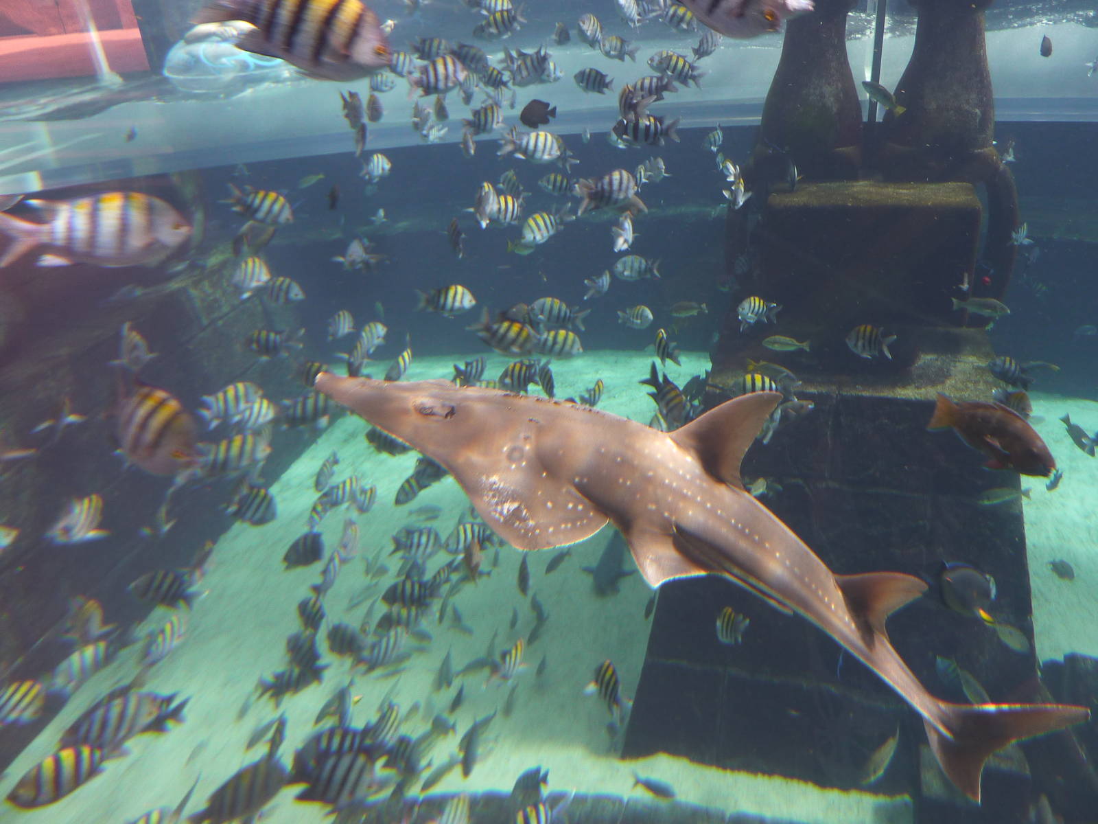Guitarfish in Aquaventure tank