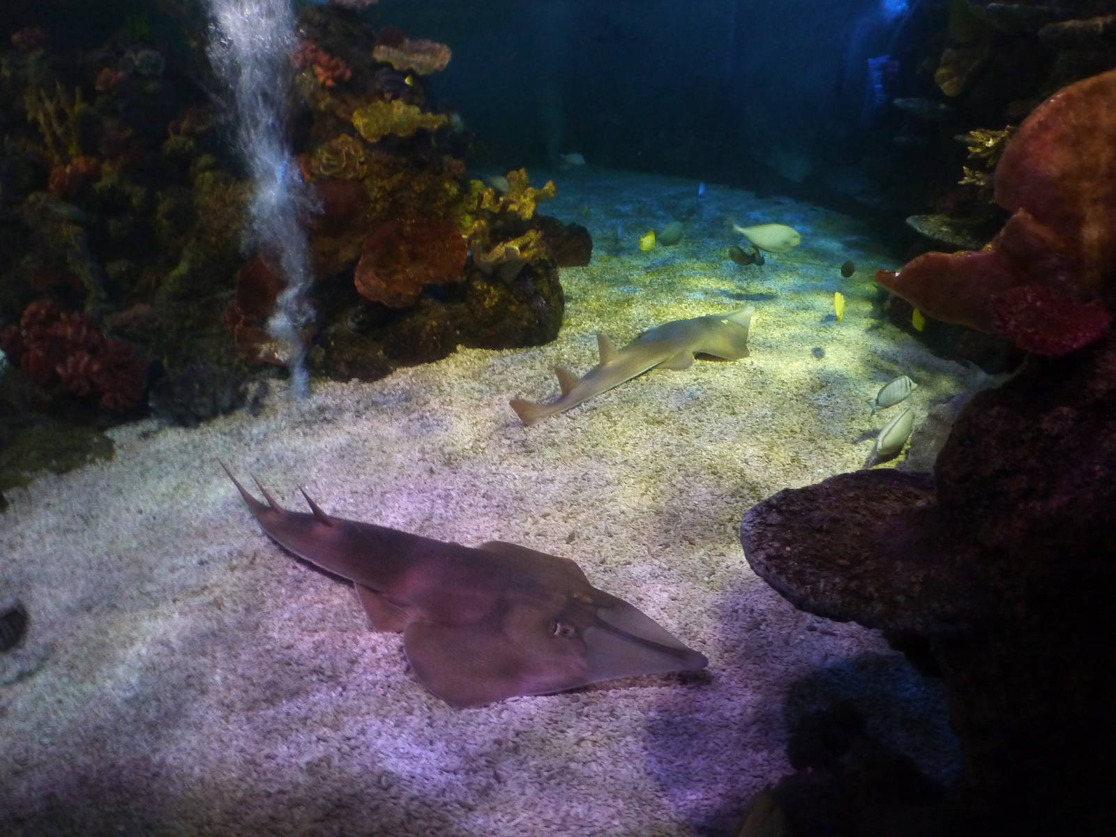 Guitarfish in shark tank, 8th Feb 2012