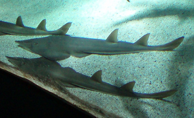 Guitarfish (Rhinobatos rhinobatos)