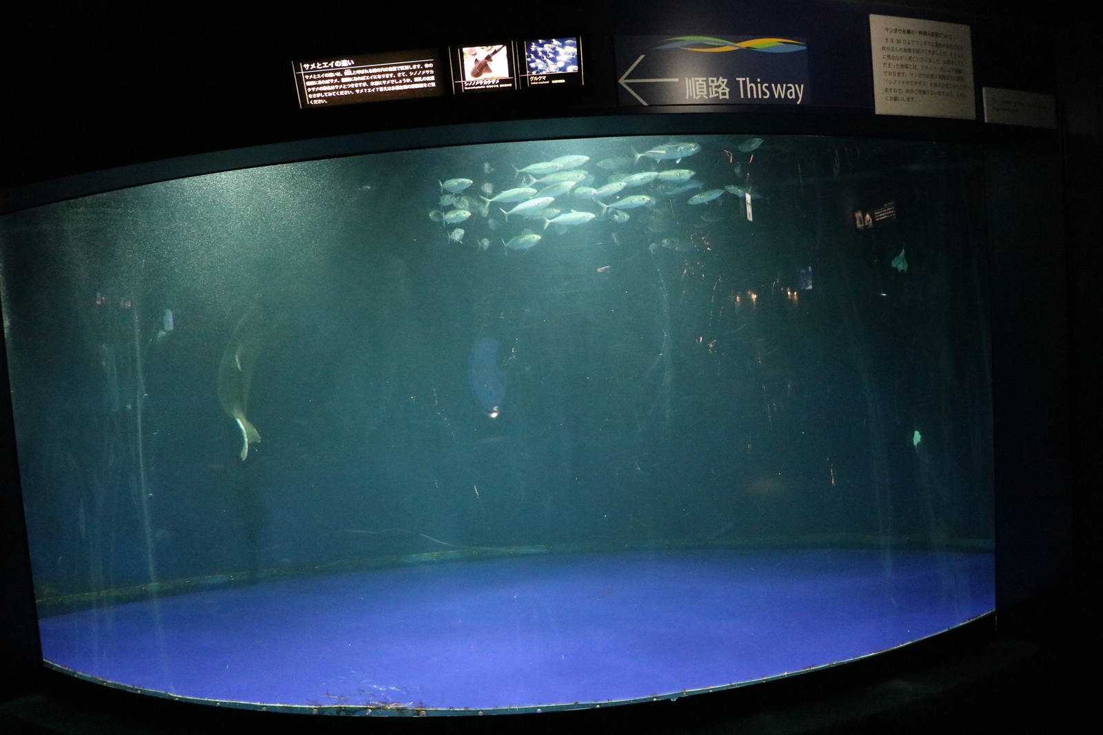 Guitarfish tank- Sunshine Aquarium Tokyo, February 2016