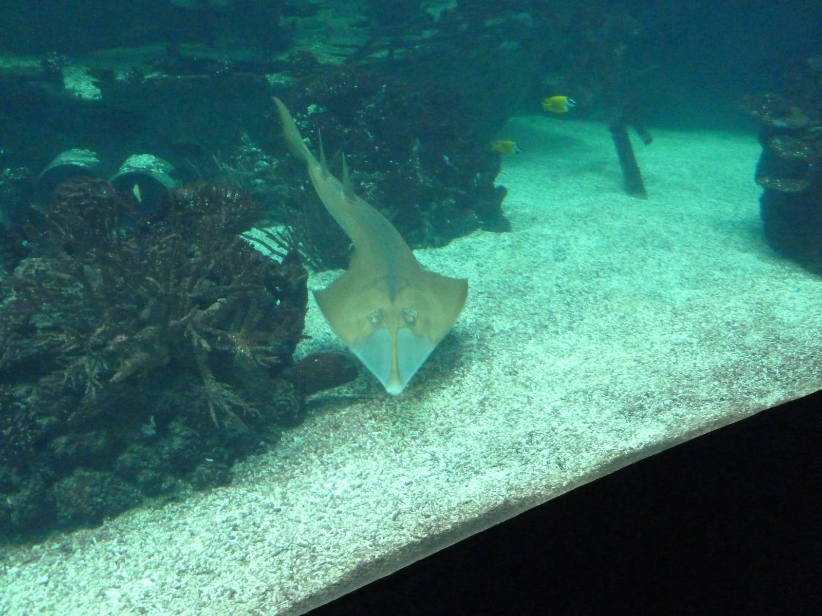 Guitarfish