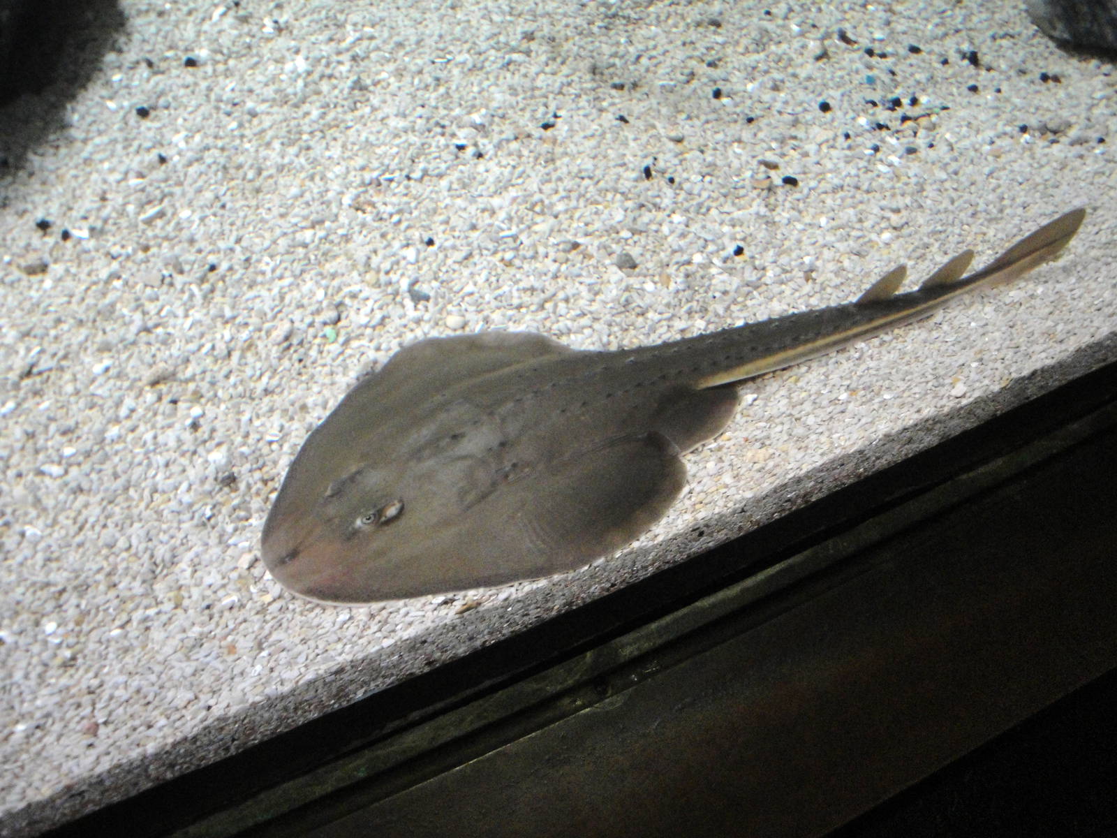 Guitarfish??