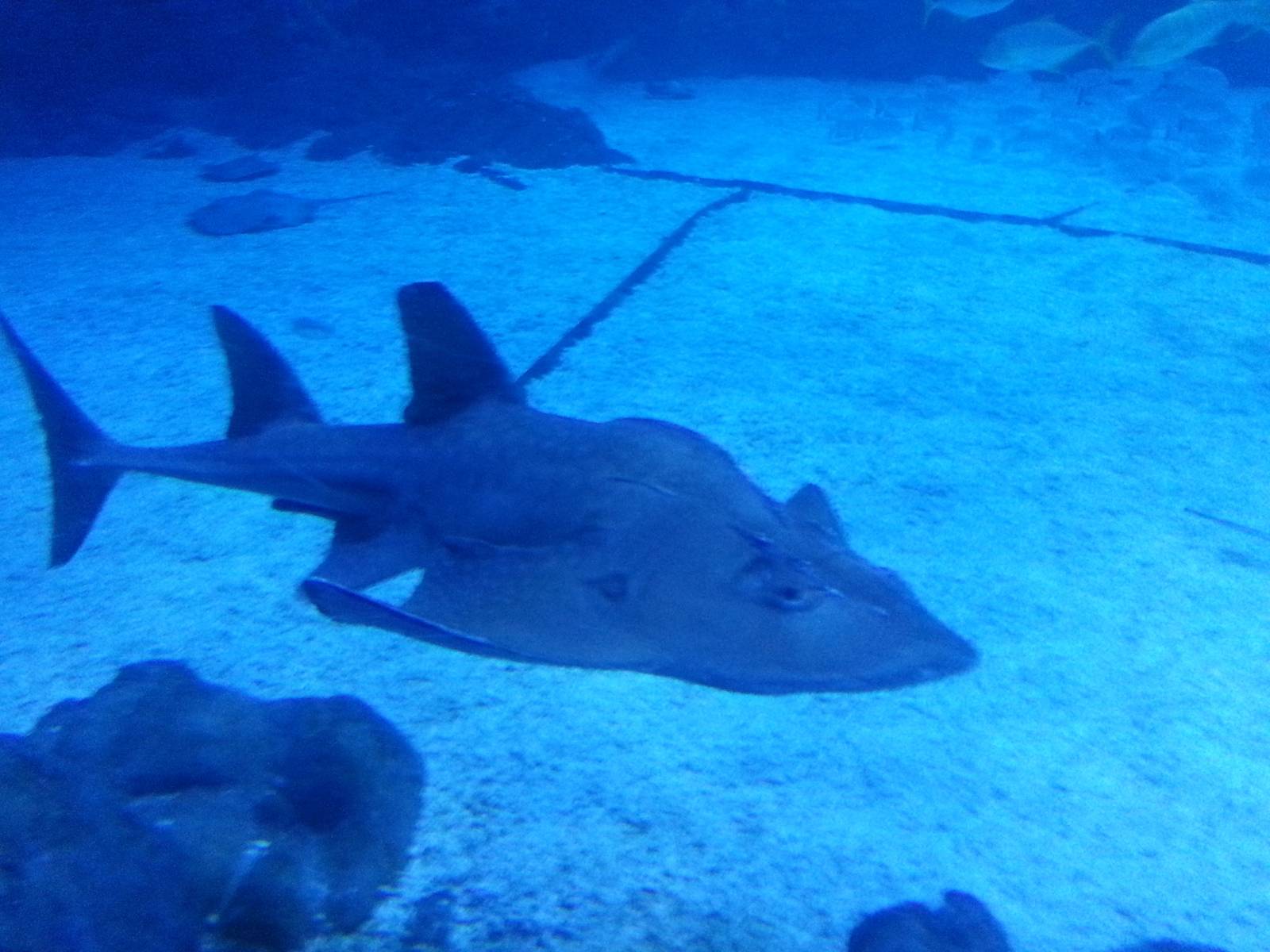 guitarfish